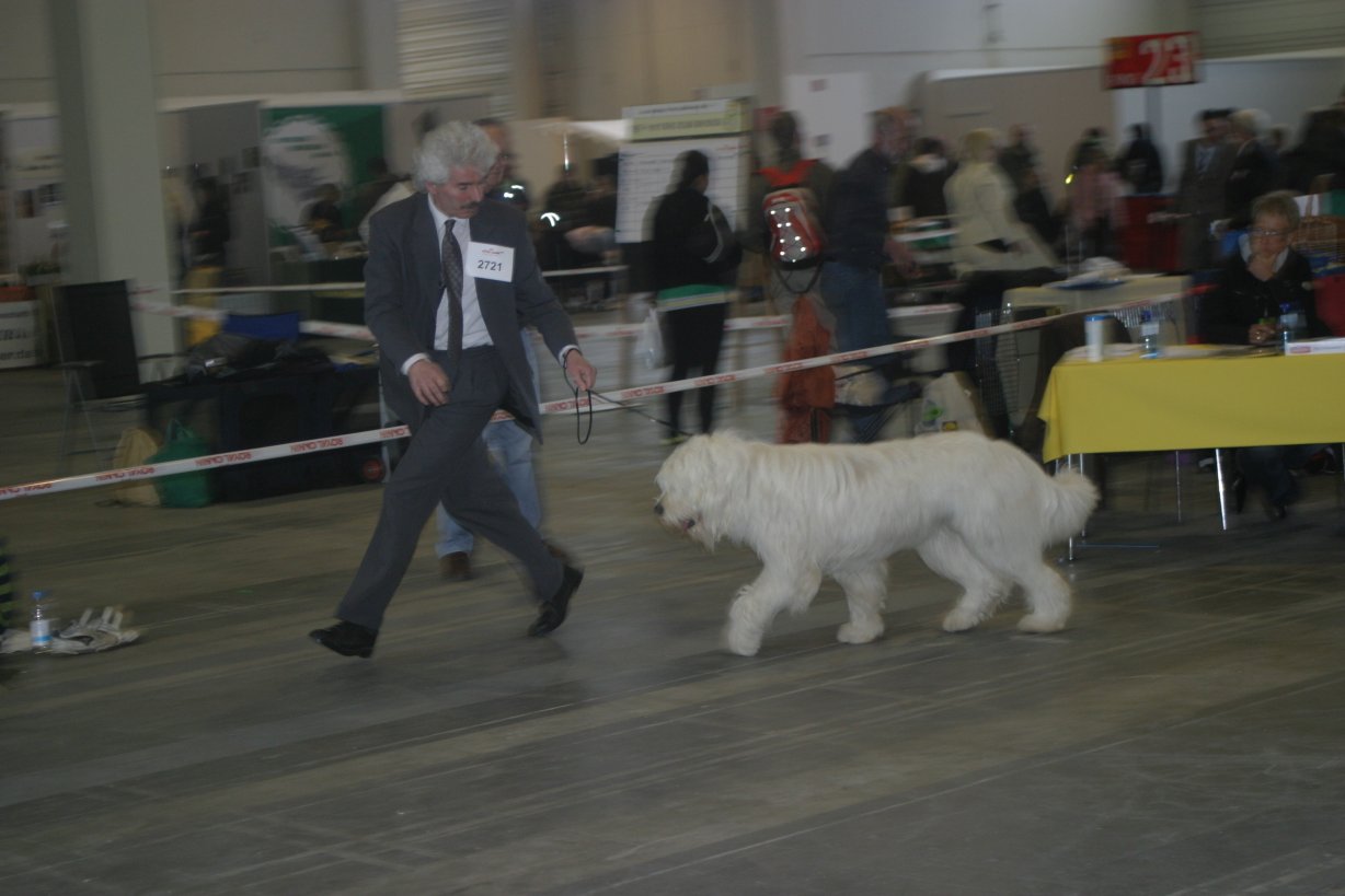Die Böden in den Messehallen sind sehr glatt. Für Mensch und Hund ist es schwierig die kleinen Runden zügig zu laufen. 
