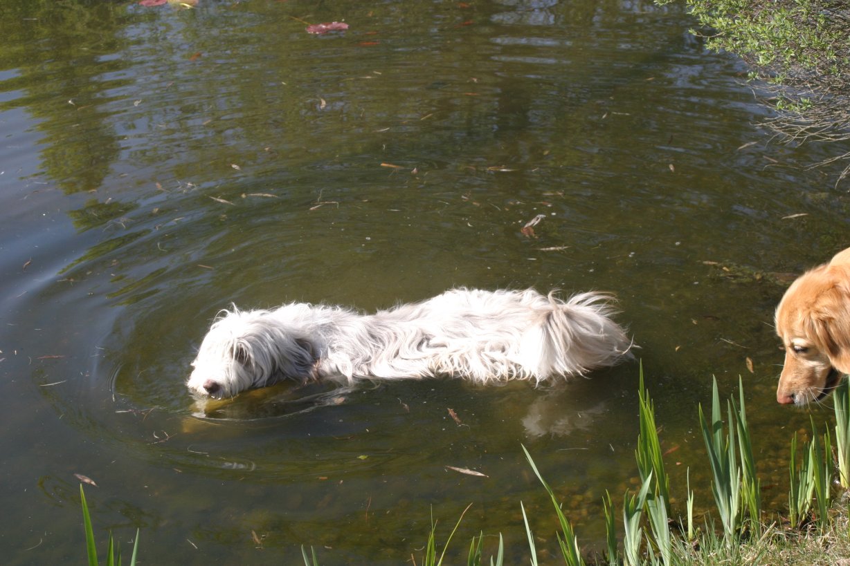 nach der Arbeit - Erholung im Parkteich, zur Belustigung der Bewohner