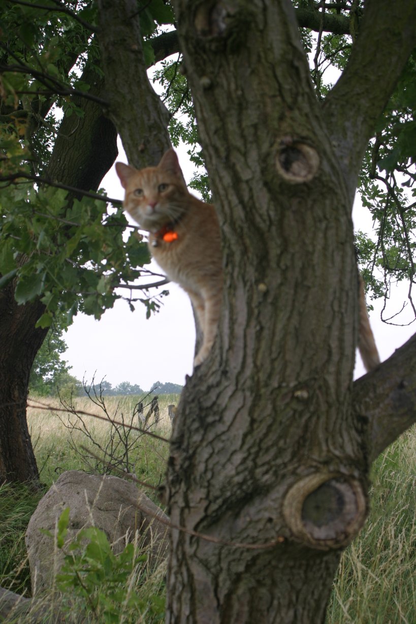 Cleo wil ganz genau wissen was ich an dem Baum so interessant finde. Mein Interesse an den Schnecken kann er nicht nachvollziehen.