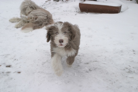 Wilma hat Spaß im Schnee