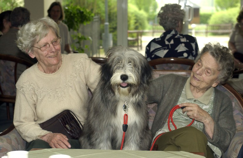 Therapiehund Bearded Collie mit Seniorinnen
