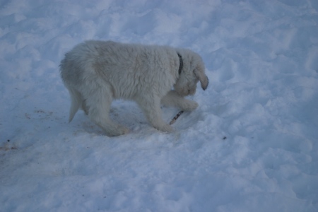Arthos hat ein Stöckchen im Schnee gefunden...