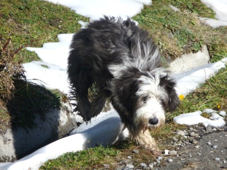 bei Schnee in Verbindung mit Sonne wird Hund fast so nass wie bei einem Bad im See