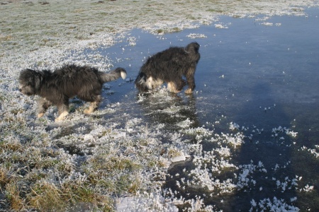 mit Leckerchen wollte ich die Hunde auf das spiegelglatte Eis locken. Berta fand es zu glatt. und kehrte um.