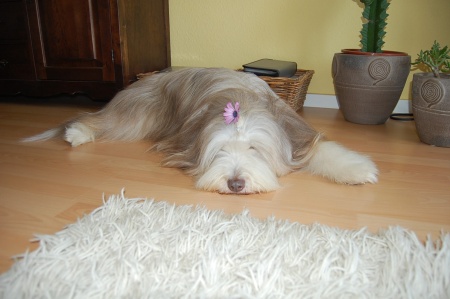 Lotte arbeitet im Alltag sehr erfolgreich mit Frauchen als Therapie Hund