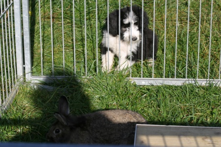Kaninchen im Freien kennen lernen - sehr spannend