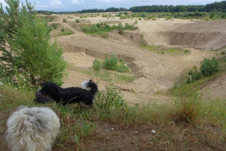 die älteren Teile der Kiesgrube sind eine zauberhafte Landschaft - herrlich für Hundewanderungen