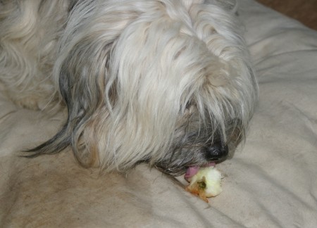 Lucy naschte ebenfalls ein Äpfelchen als Kompott nach dem Abendbrot