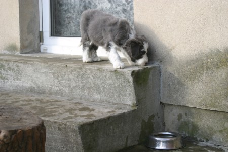 die Stufen zur Terrassentür bewältigen sie schon gut