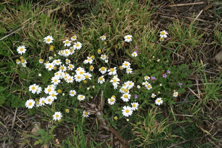 späte Sommerblumen