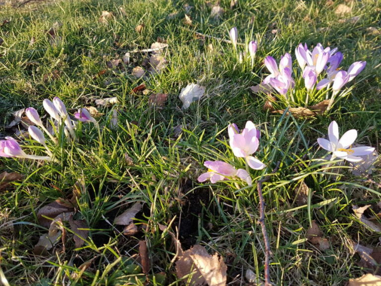 Frühlingsboten an der Havel und im Garten