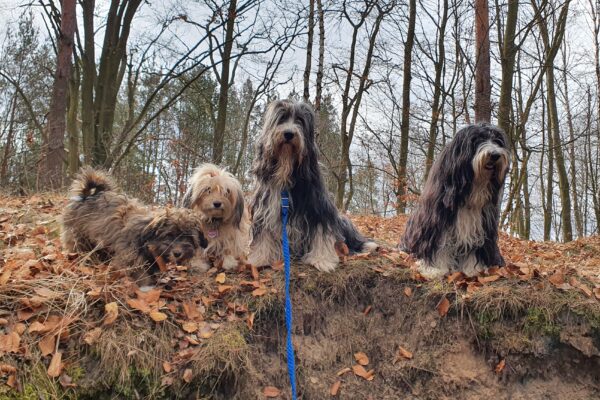 Havaneser-Bearded-Collie-Rudel