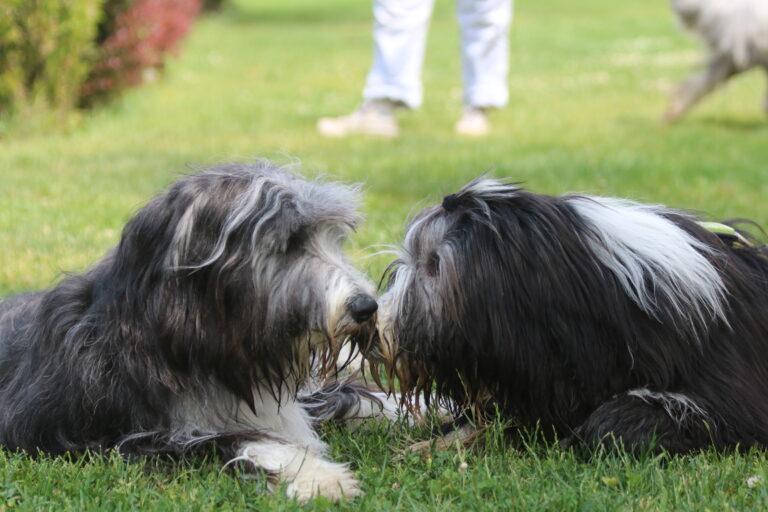 Tolles Bearded Collie Treffen 2025