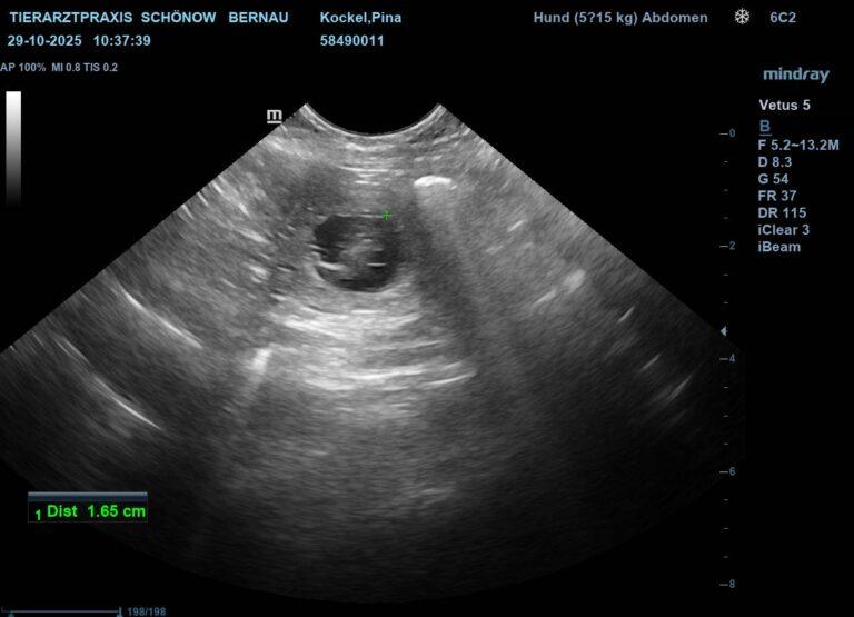 Havaneser Hündin Pinas Bäuchlein wächst