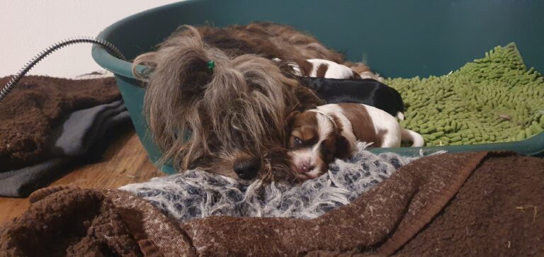 Alle Havaneser Z-Welpen haben ihre Familie gefunden