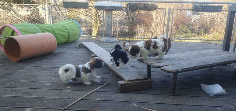 Der Auszug der Havaneser Z-Welpen rückt heran