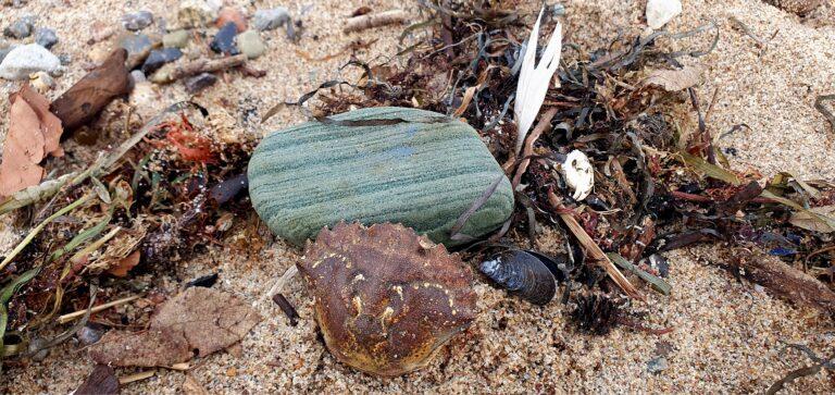 mal wieder in Meschendorf
