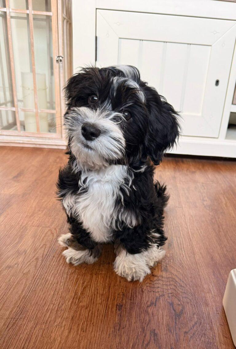 der kleine Zottel sucht seine Familie