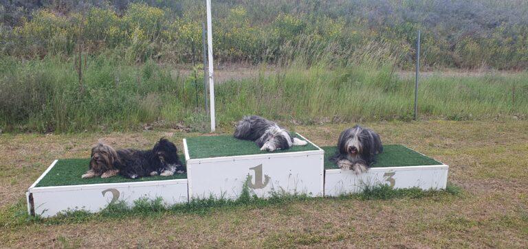 wunderbares Bearded Collie Treffen 2026