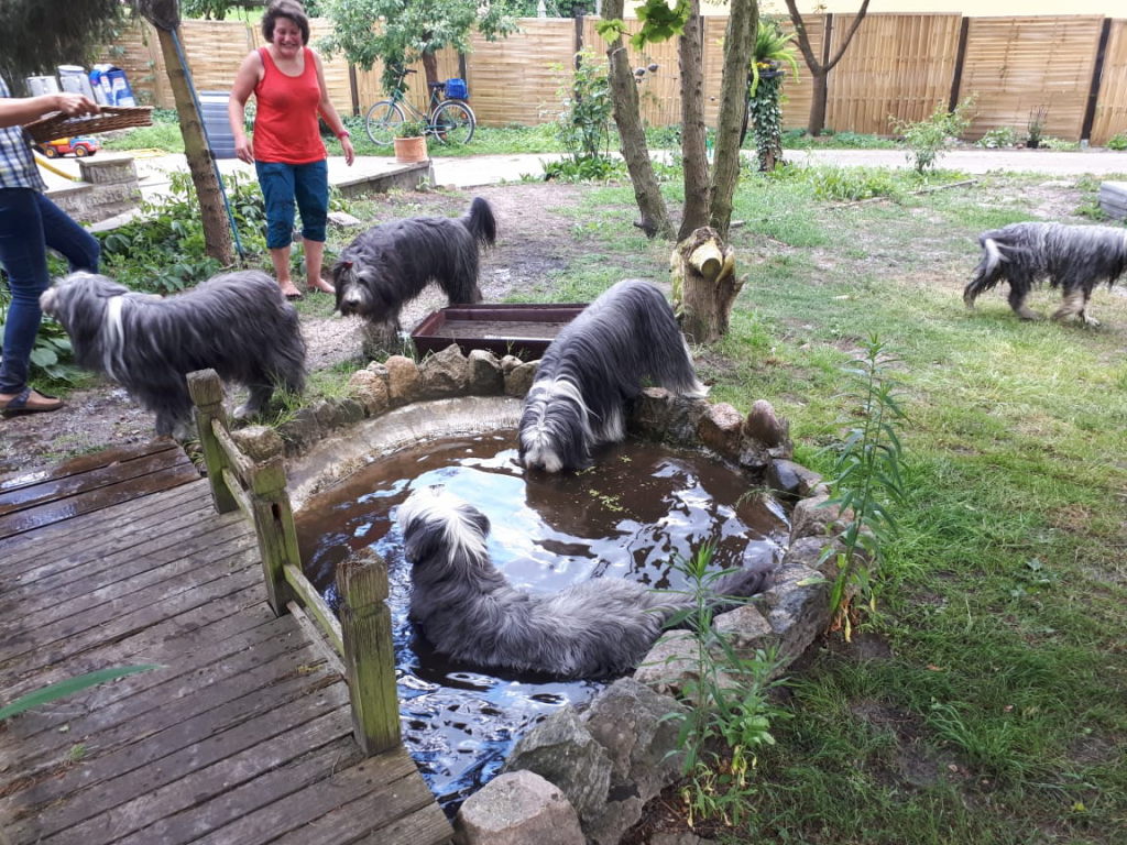 der Teich gibt Abkühlung