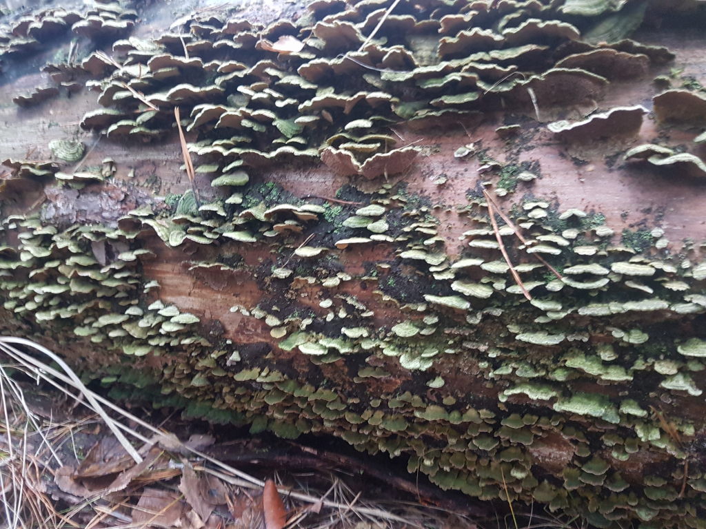 lassen sich den Baumstamm schmecken die Holz zersetzenden Pilze