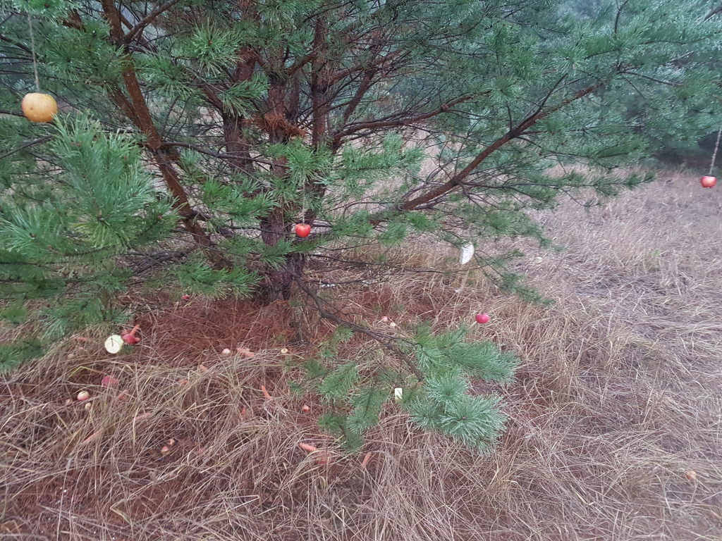 nette Menschen schmücken jedes Jahr ein Baum für die Tiere in der Lehnitzer Heide