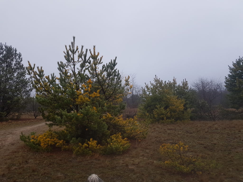 nicht für Weihnachten geschmückt sondern krank die Kiefern in der Lehnitzer Heide