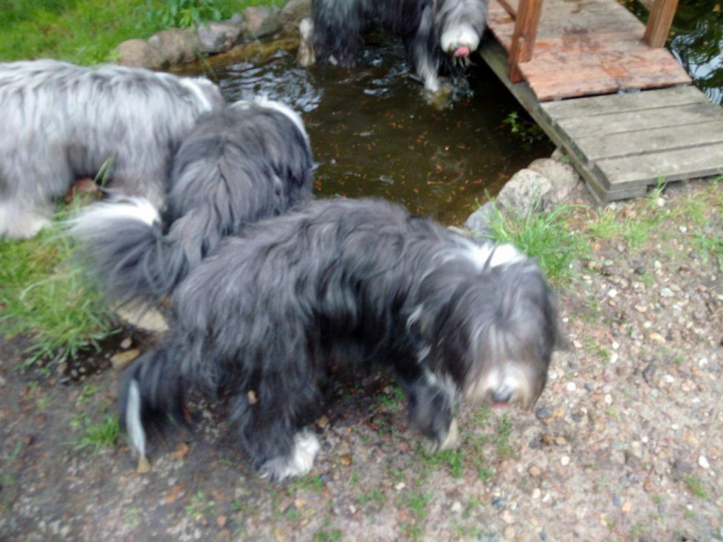 im Garten wurde als erstes der Teich gestürmt